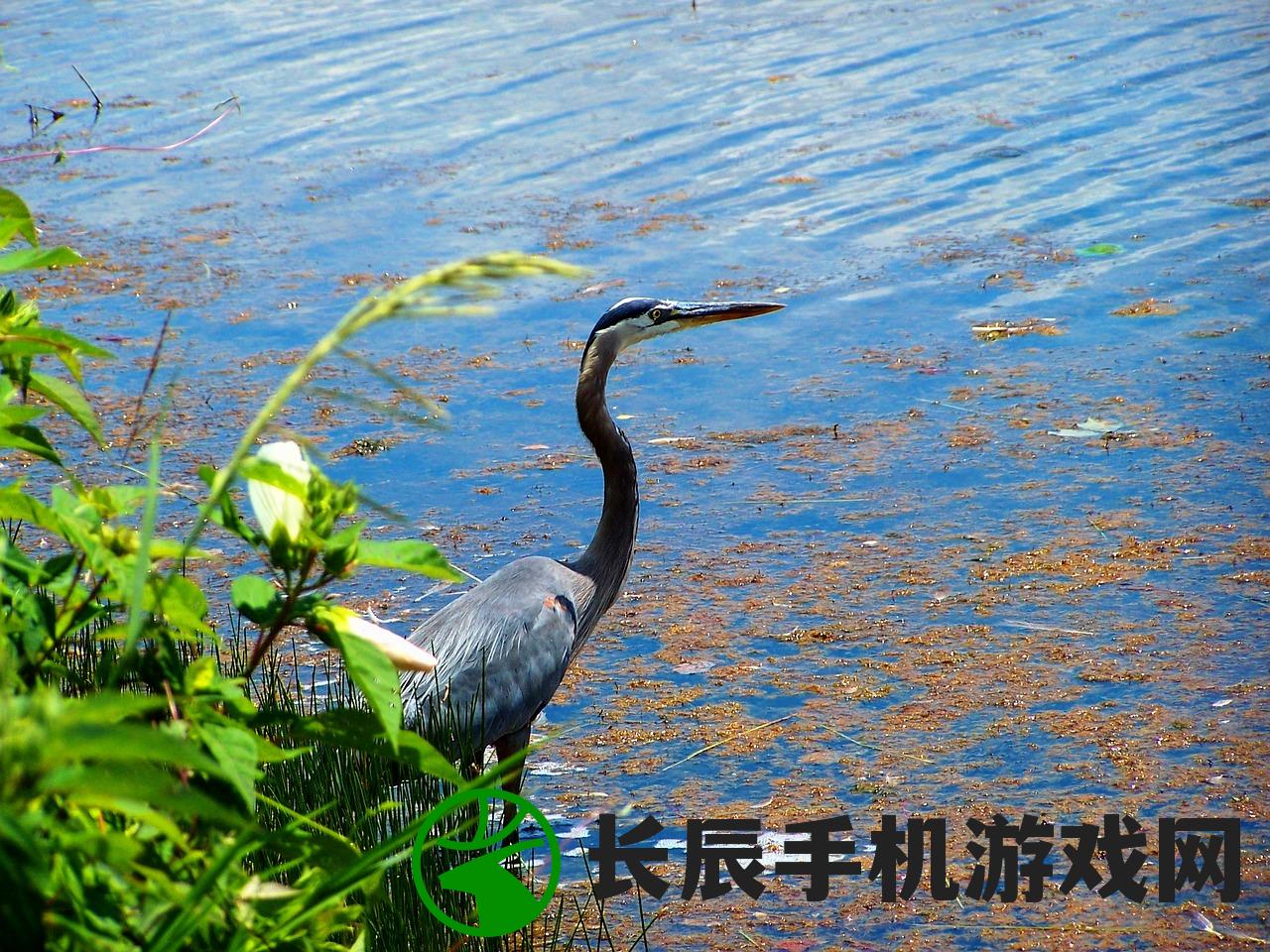 (三黑和土地怎么仿写)三黑和土地仿写鱼儿和水：自然界奇妙的生命相伴