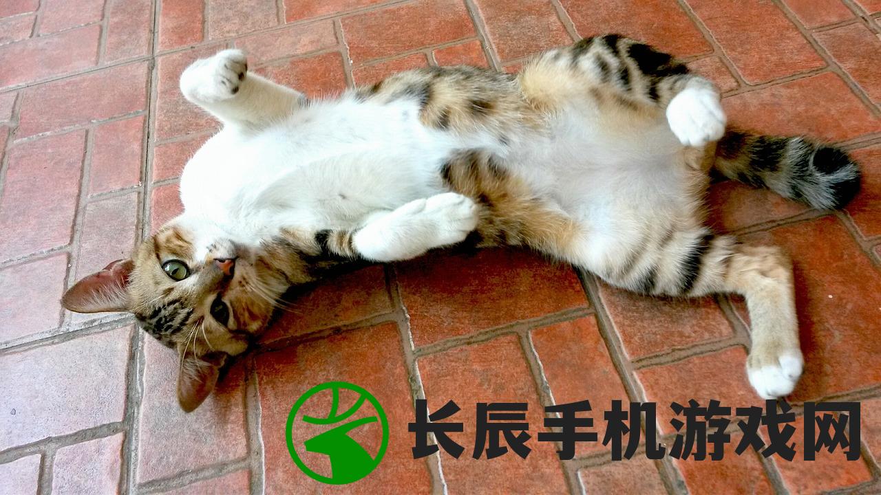 (猫中暑吃什么药见效)猫中暑了吃什么药？如何正确给中暑的猫使用药物？